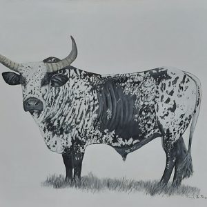 ANI0073 Nguni Bull