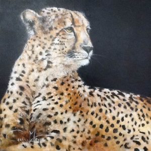 ANI0079 Cheetah