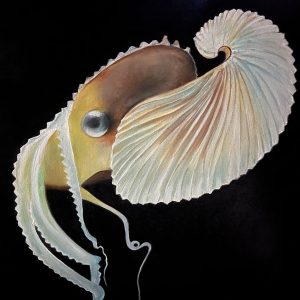 ANI0153 Nautilus